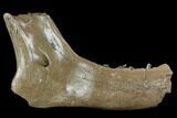 Bargain, Irish Elk Jaw Section - Pleistocene, Germany #123489-1